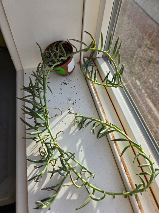 String of fish hooks