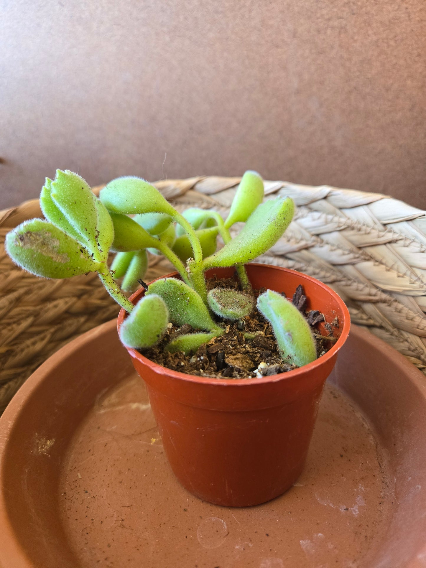 Bear's paw