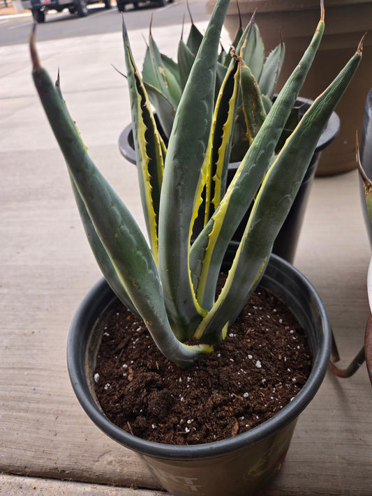 Variegated century plant