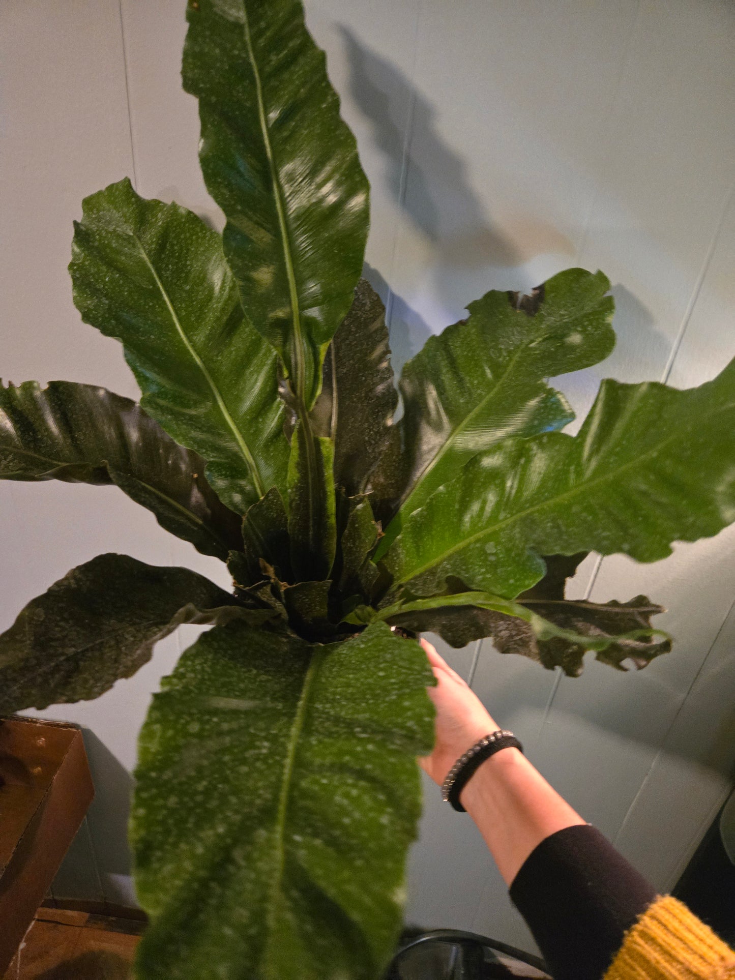 Bird's Nest Fern