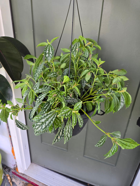 Pilea Cadierei, aluminum plant