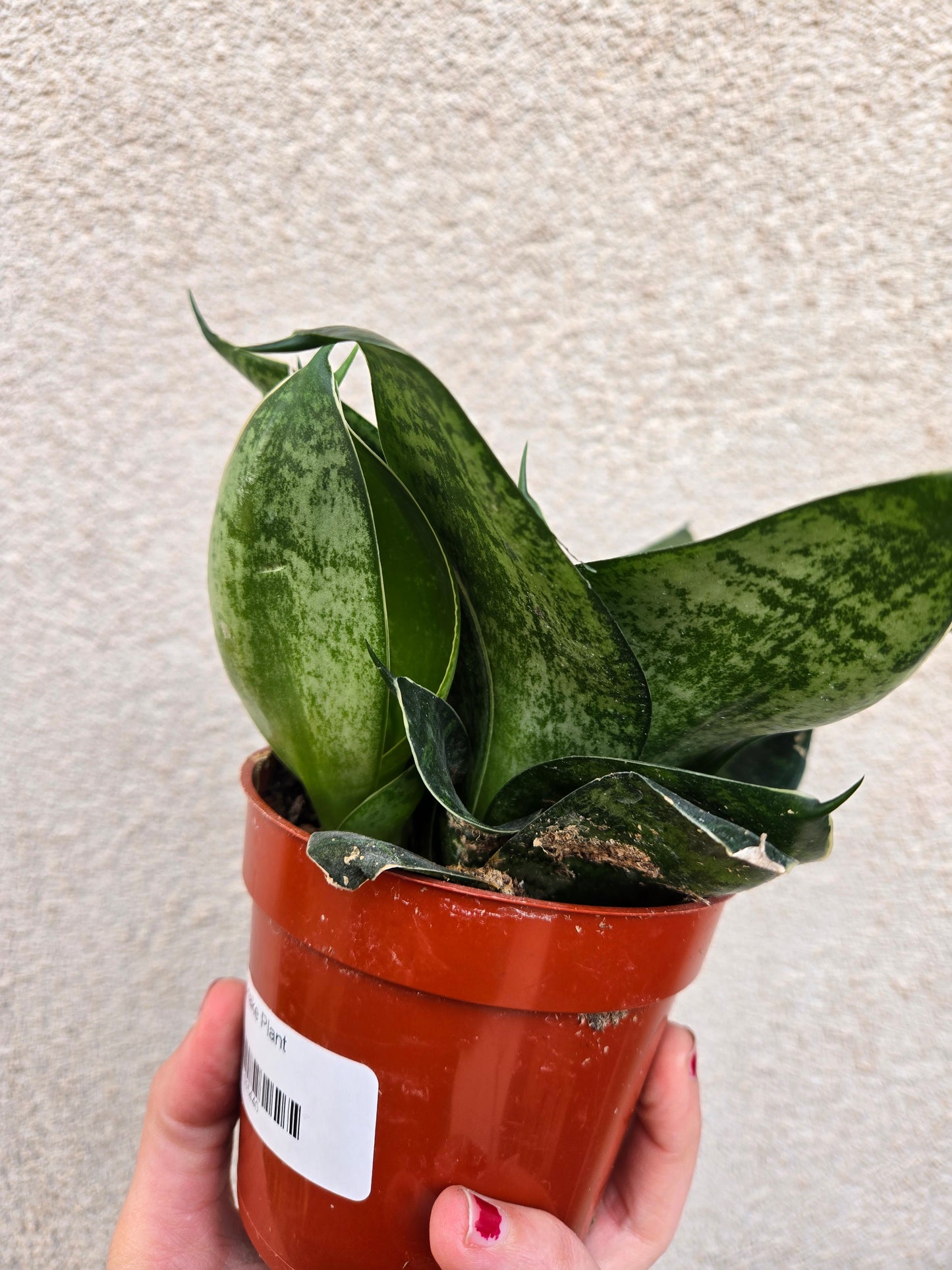 Sansevieria bird's Nest (Sansevieria hahnii)