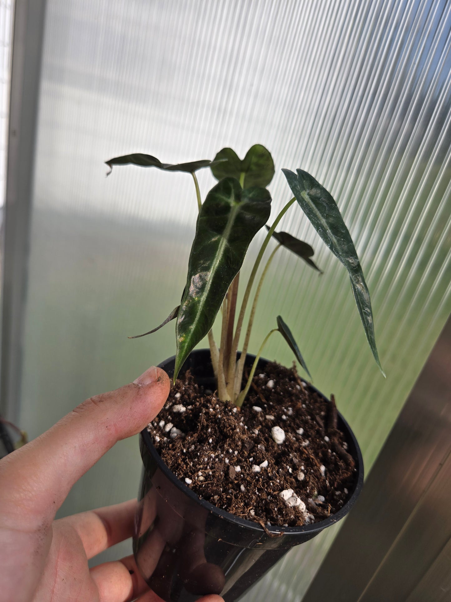 Alocasia Bambino