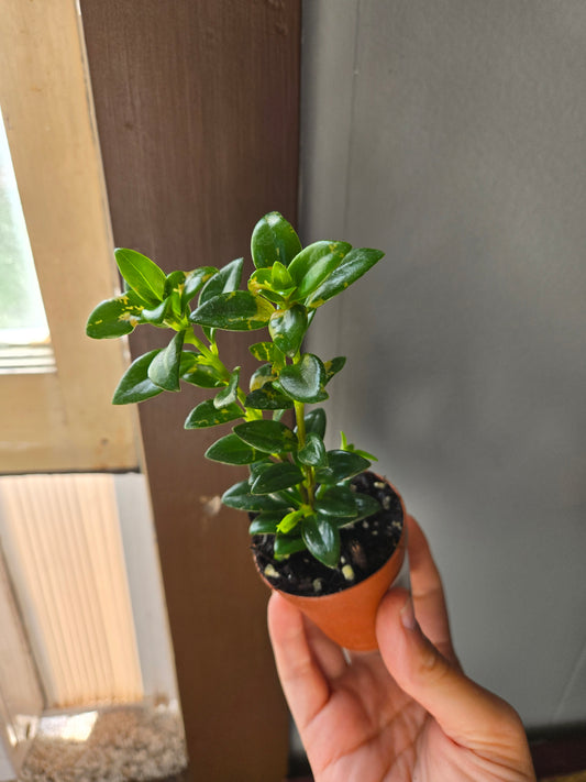 Goldfish Plant
