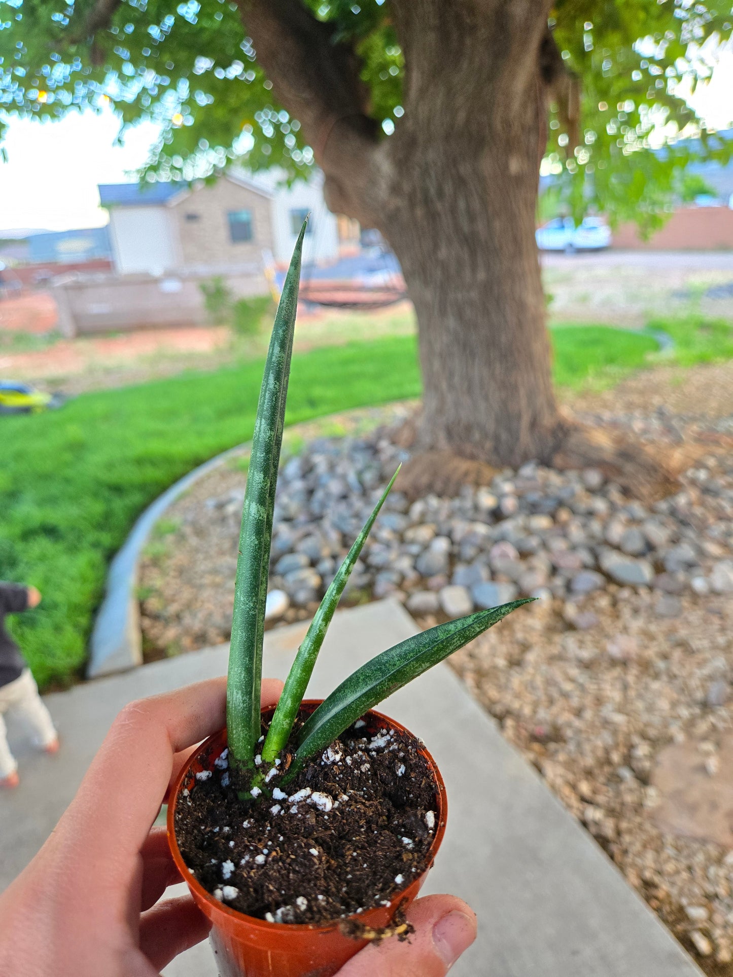 Sansevieria fernwood