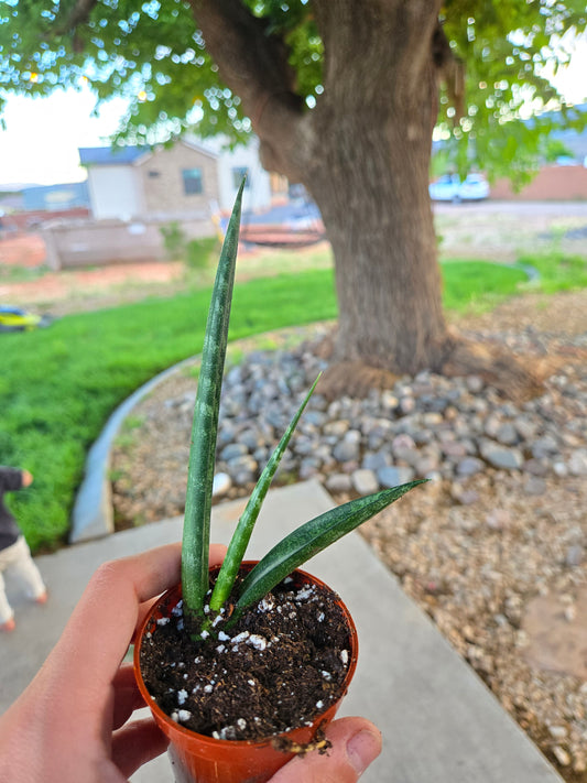 Sansevieria fernwood