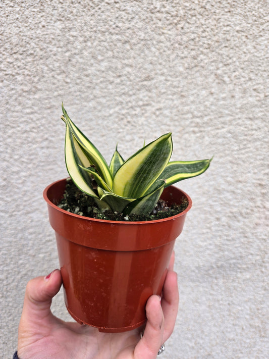 Sansevieria bird's Nest V.(Sansevieria hahnii Variegata)