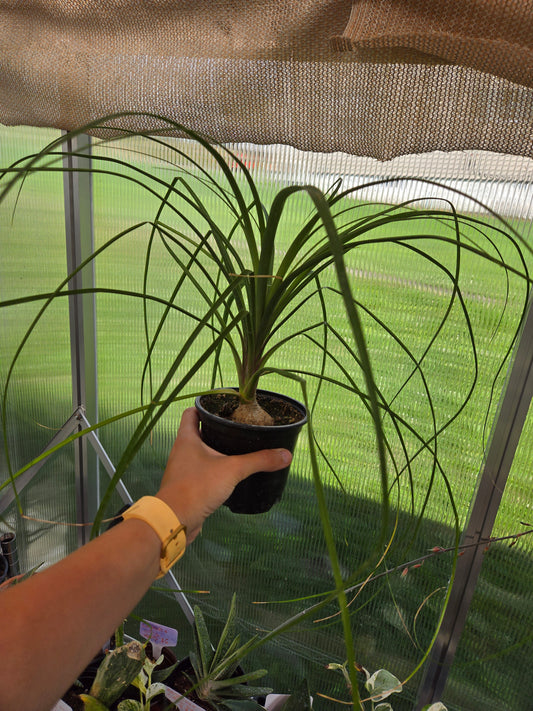 Ponytail Palm