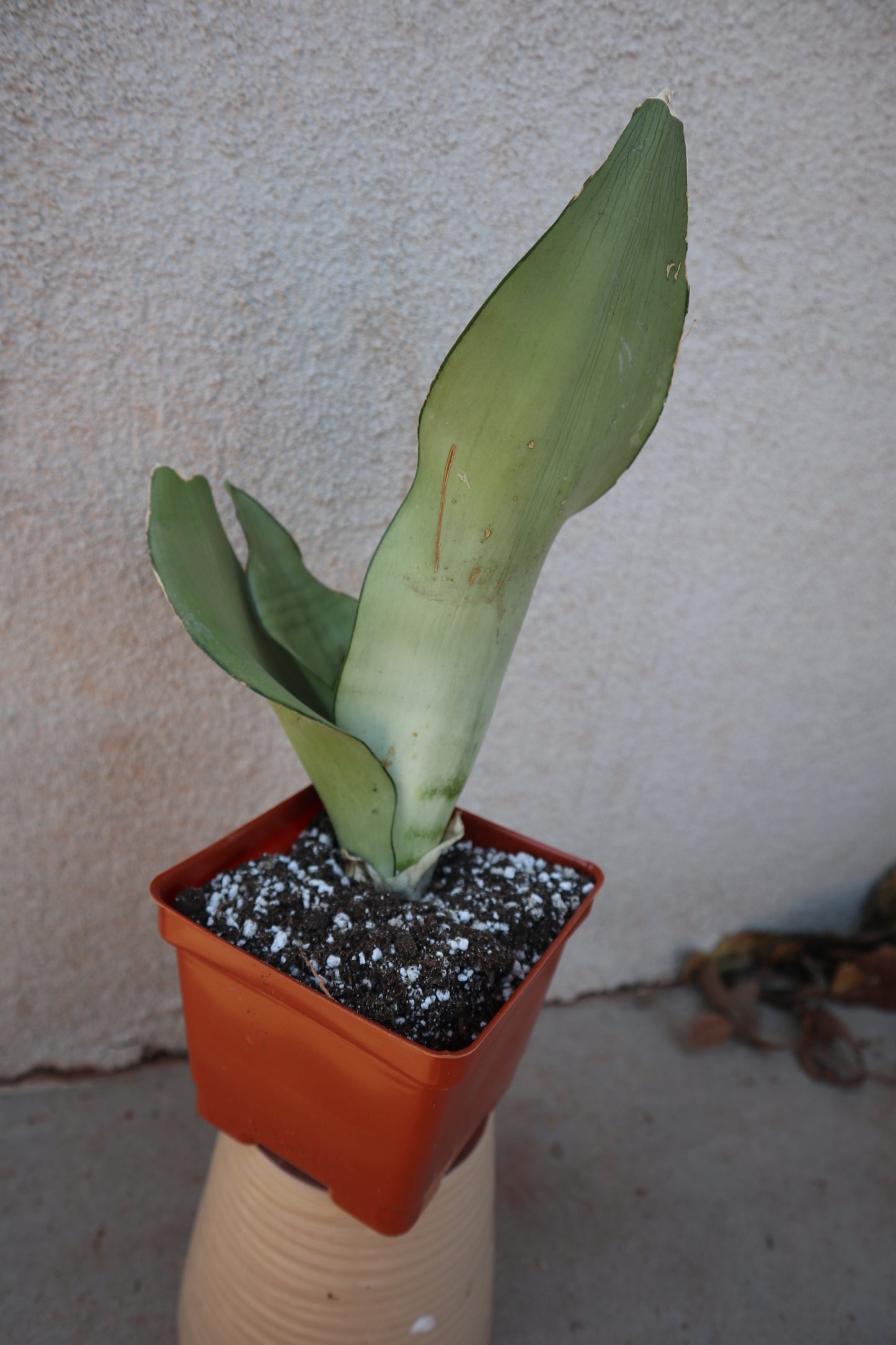 Sansevieria Moonshine
