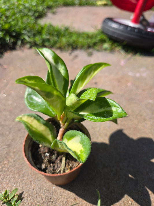Hoya carnosa tricolor