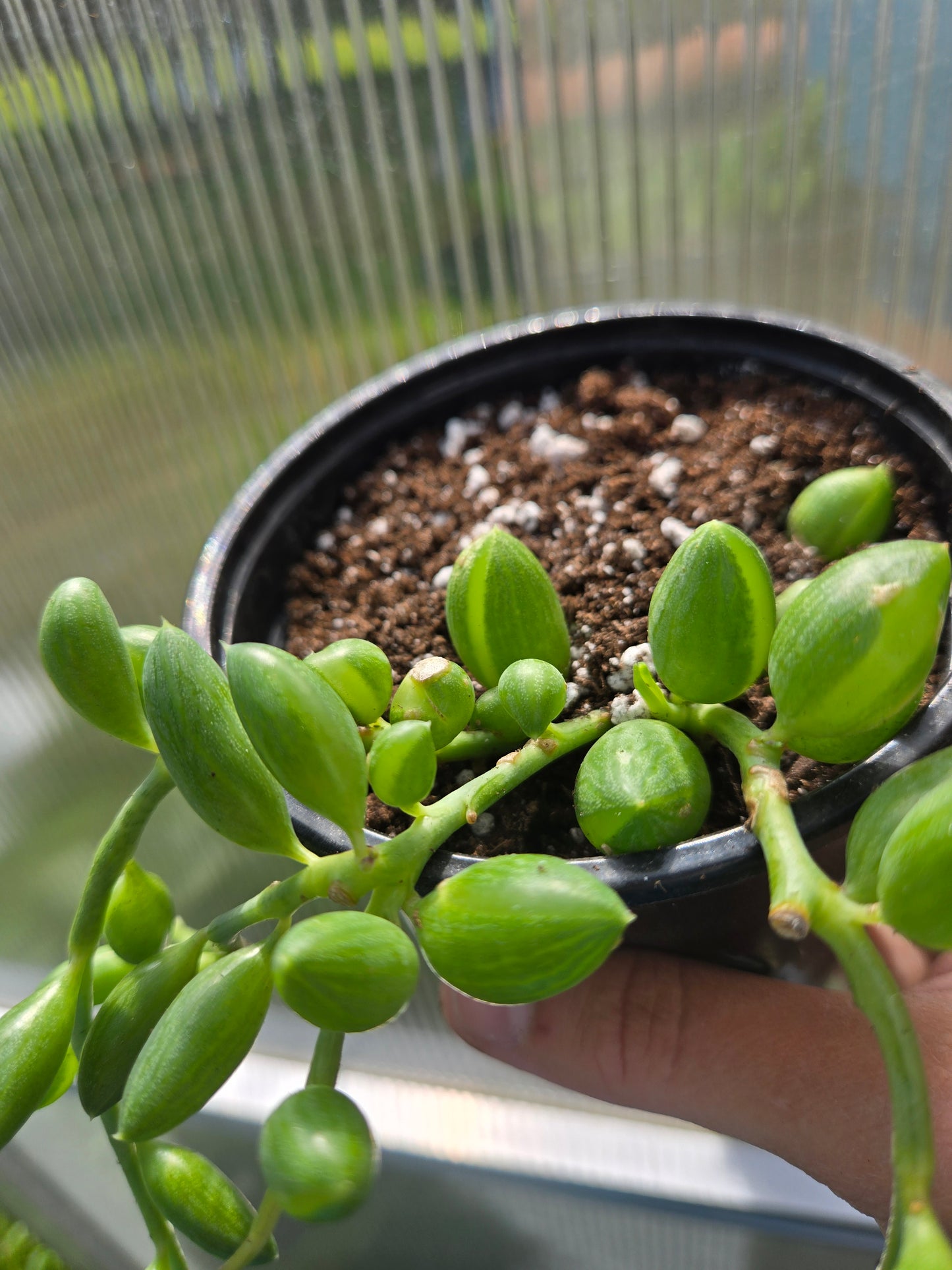String of watermelon