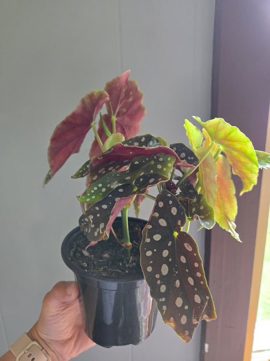 Begonia Maculata