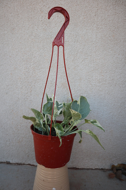 Pearls and jade pothos