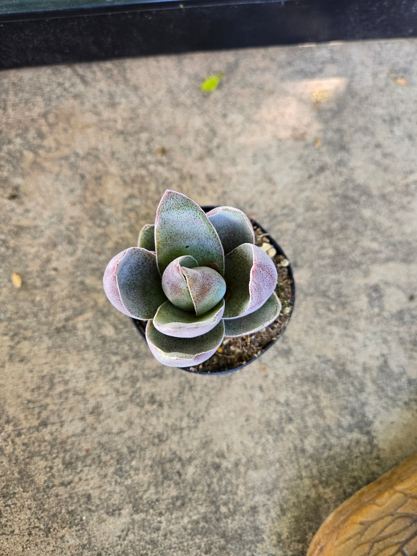 Crassula Garnet Lotus