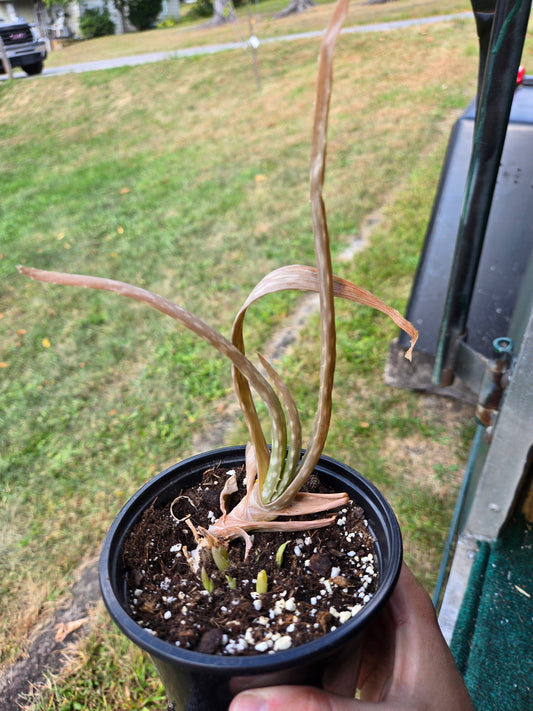 Aloe