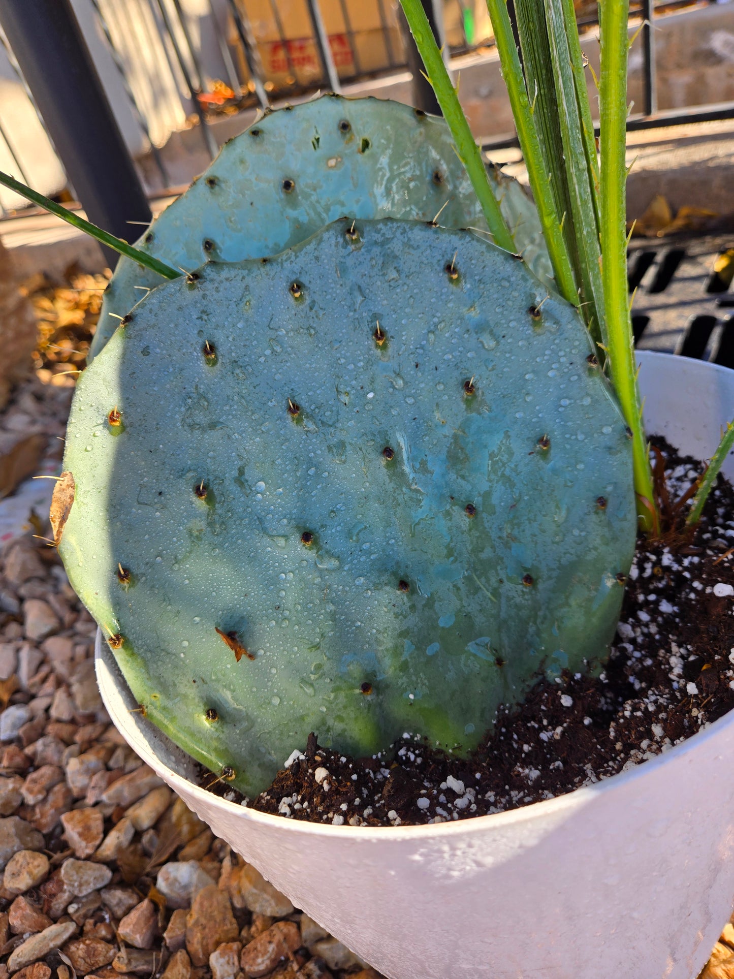 Opuntia ficus indica