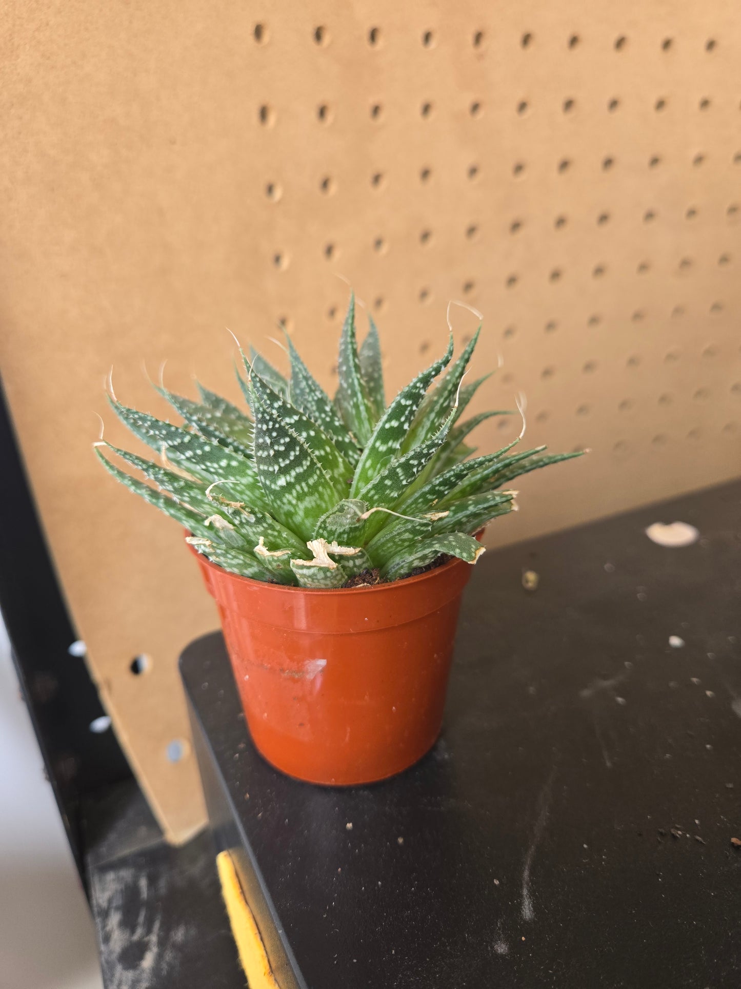 Aloe Aristata