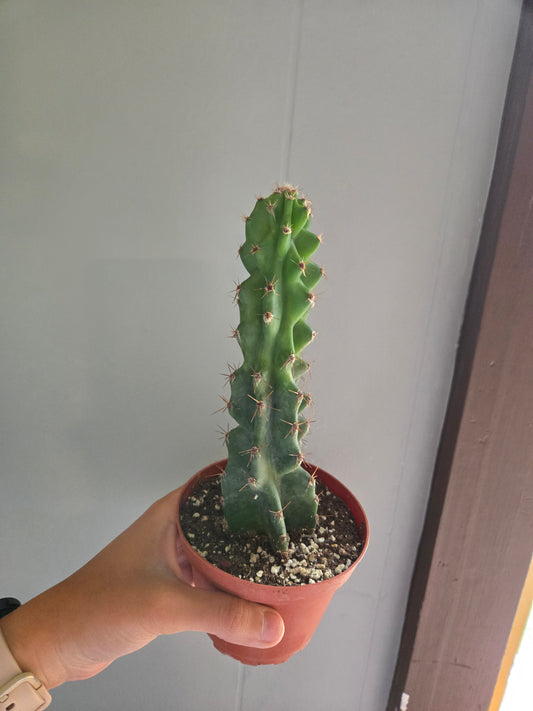 Cereus jamacaru mostruoso