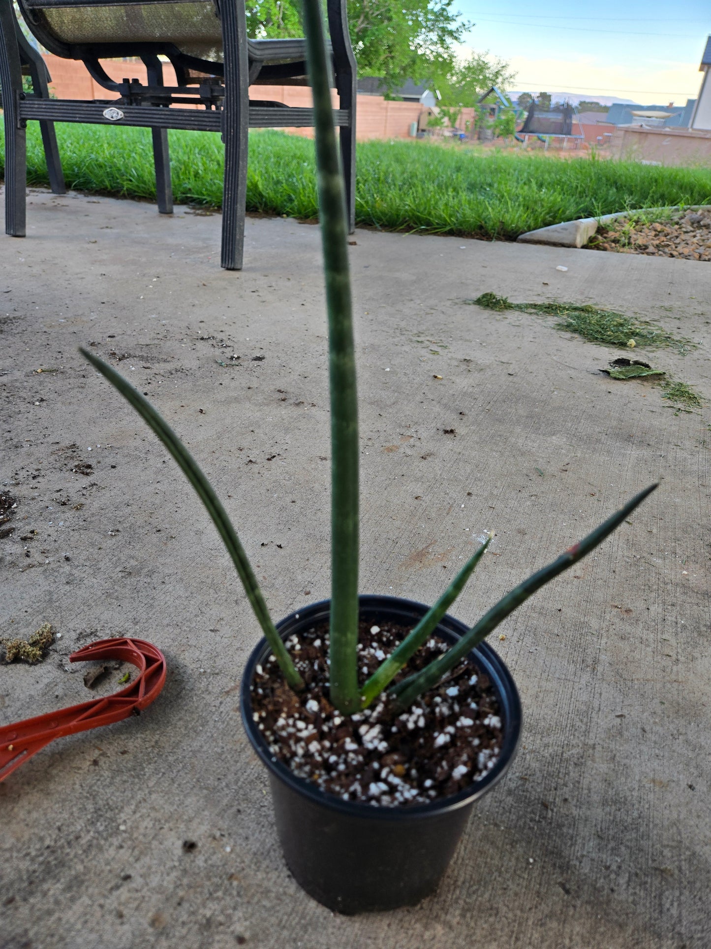 Sansevieria Fernwood