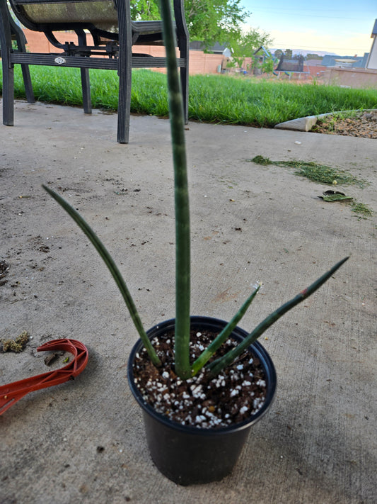 Sansevieria Fernwood