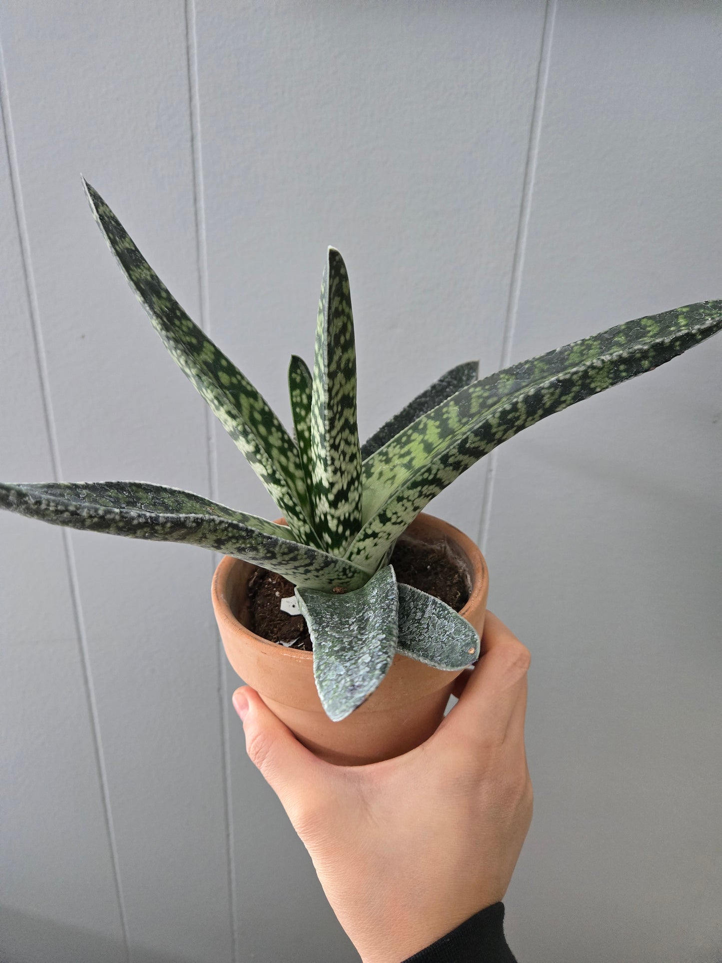 Gasteria Bicolor