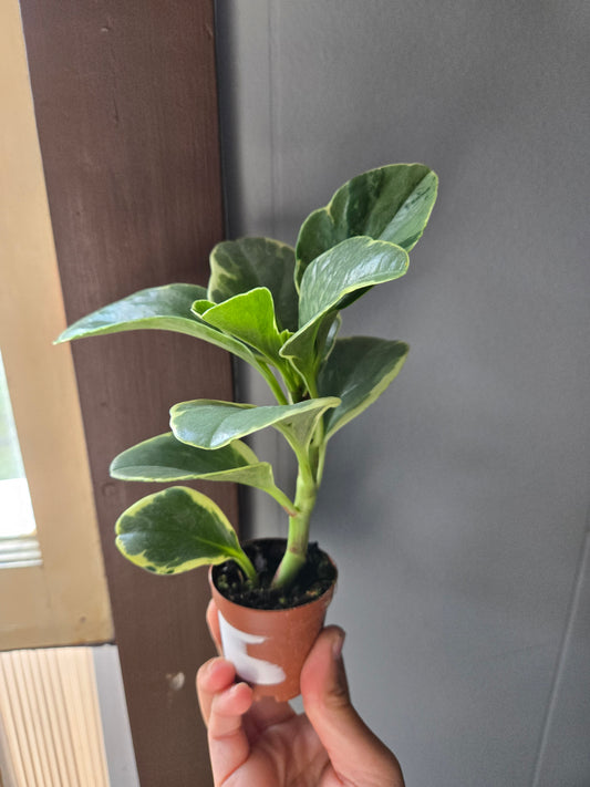 Peperomia obtusifolia variegated