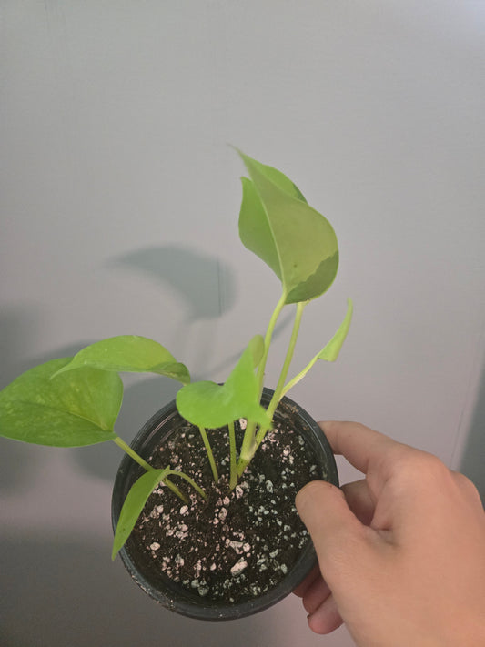 Neon Pothos