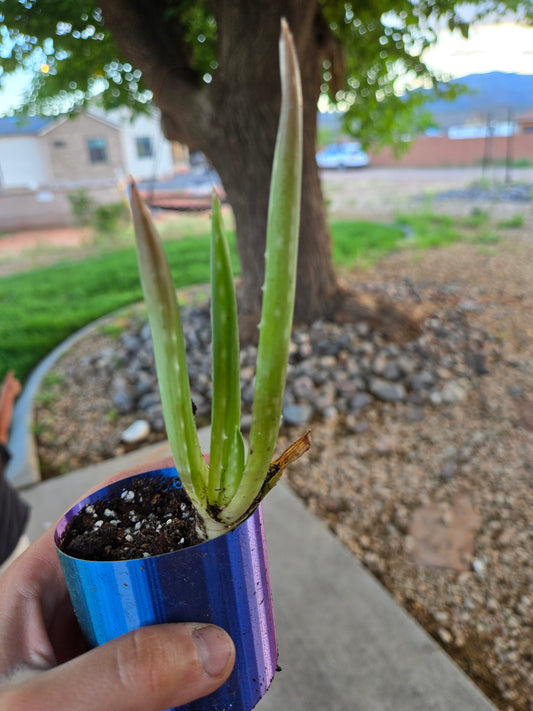 Aloe vera
