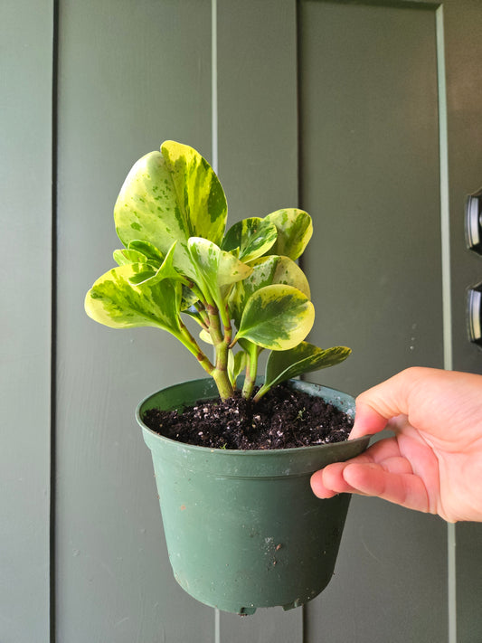 Peperomia obtusifolia variegated