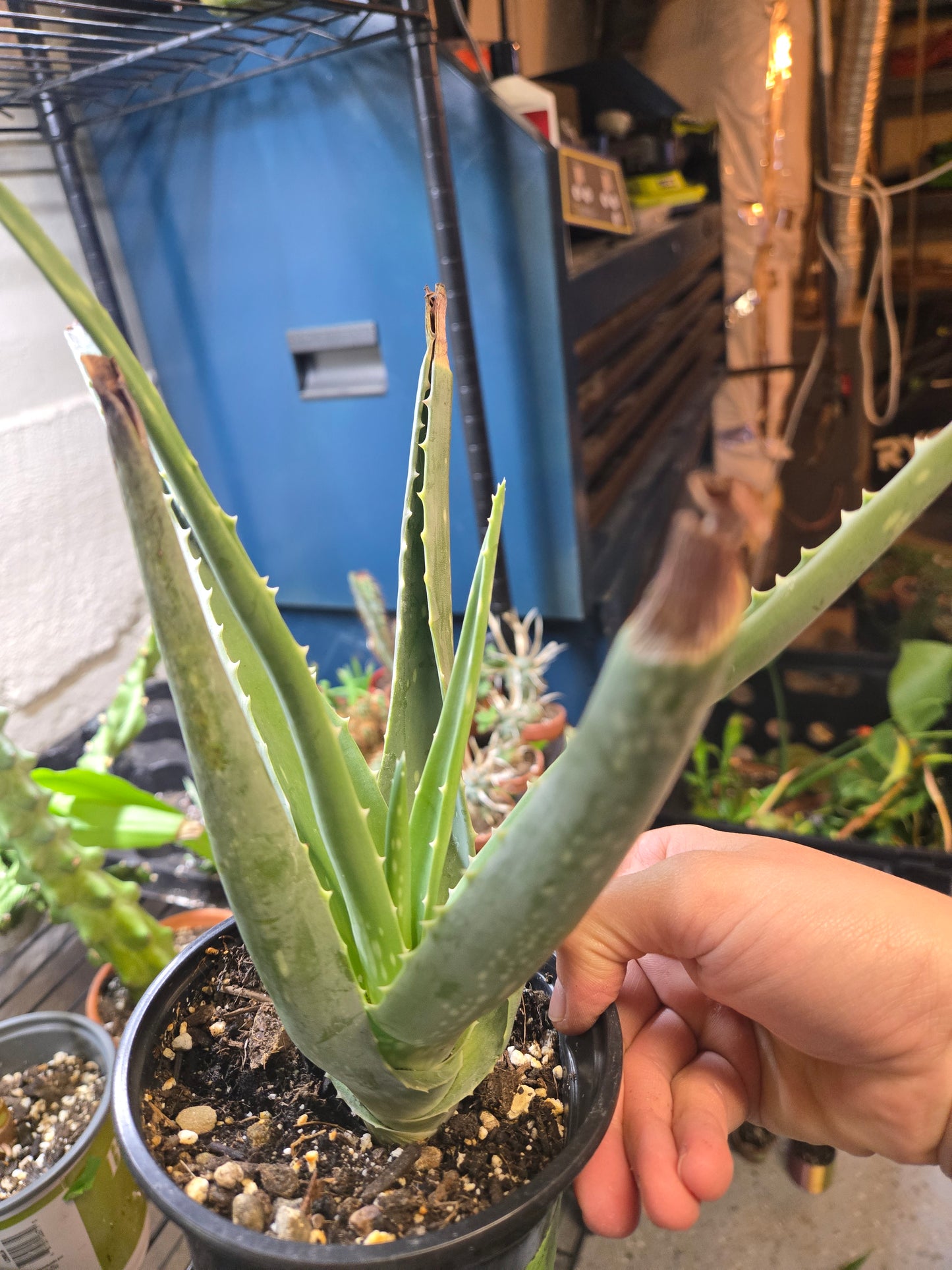 Aloe vera
