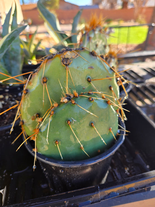Opuntia engelmannii