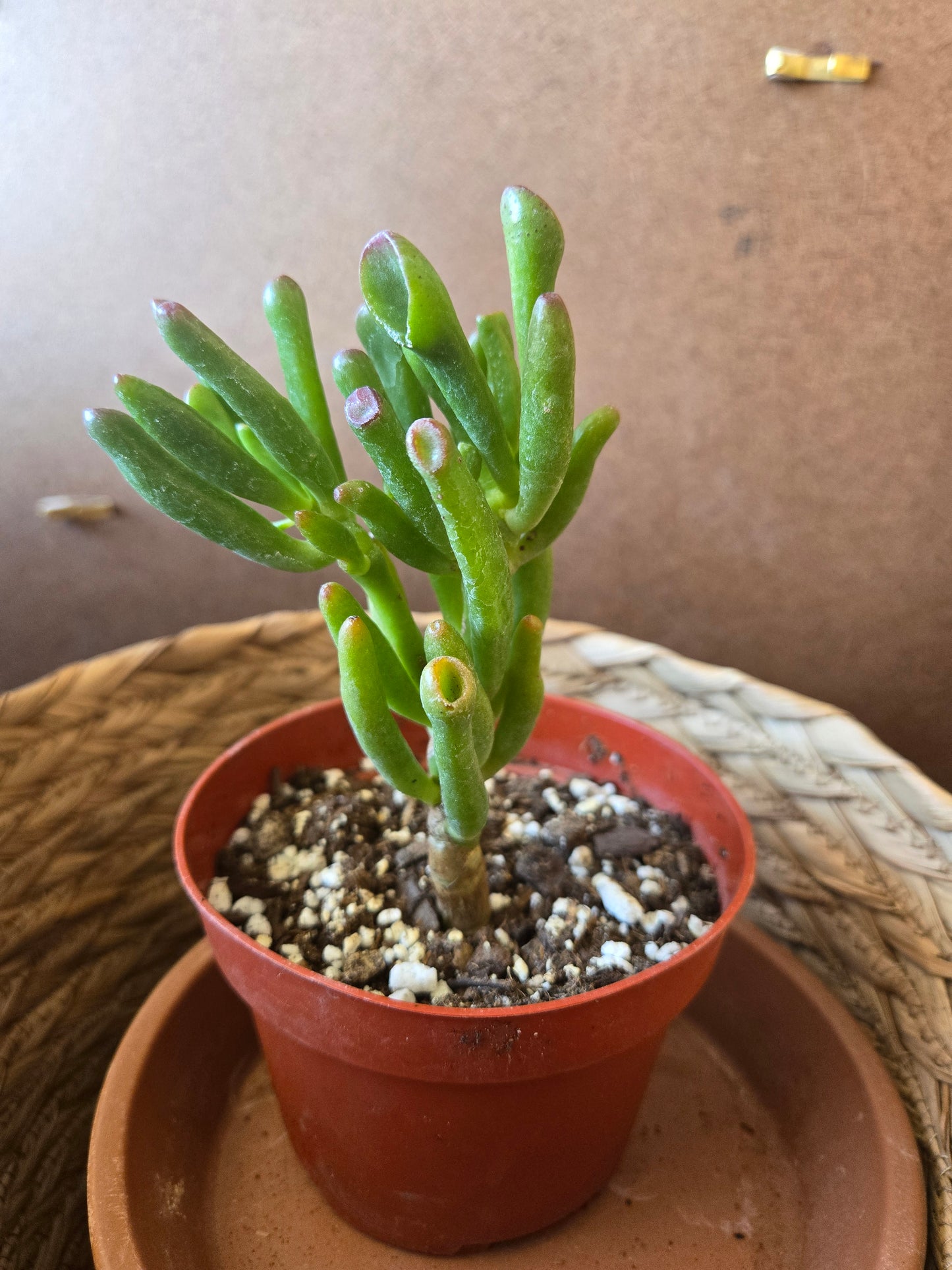 Crassula ovata gollum