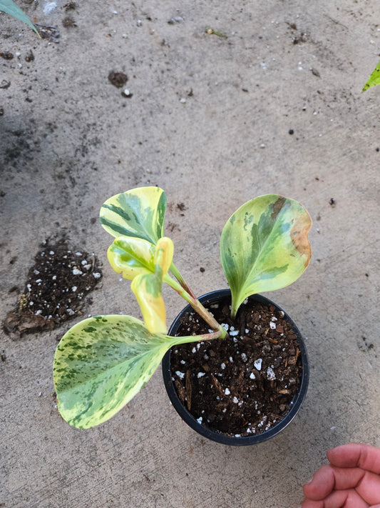 Peperomia marble