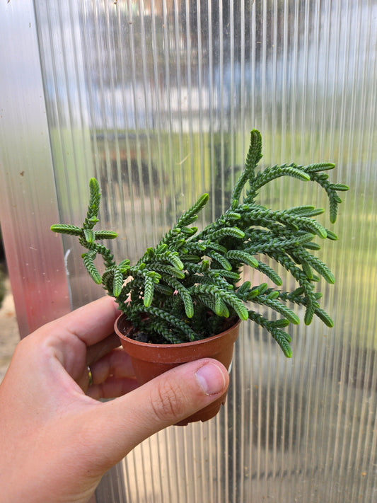 Crassula Muscosa