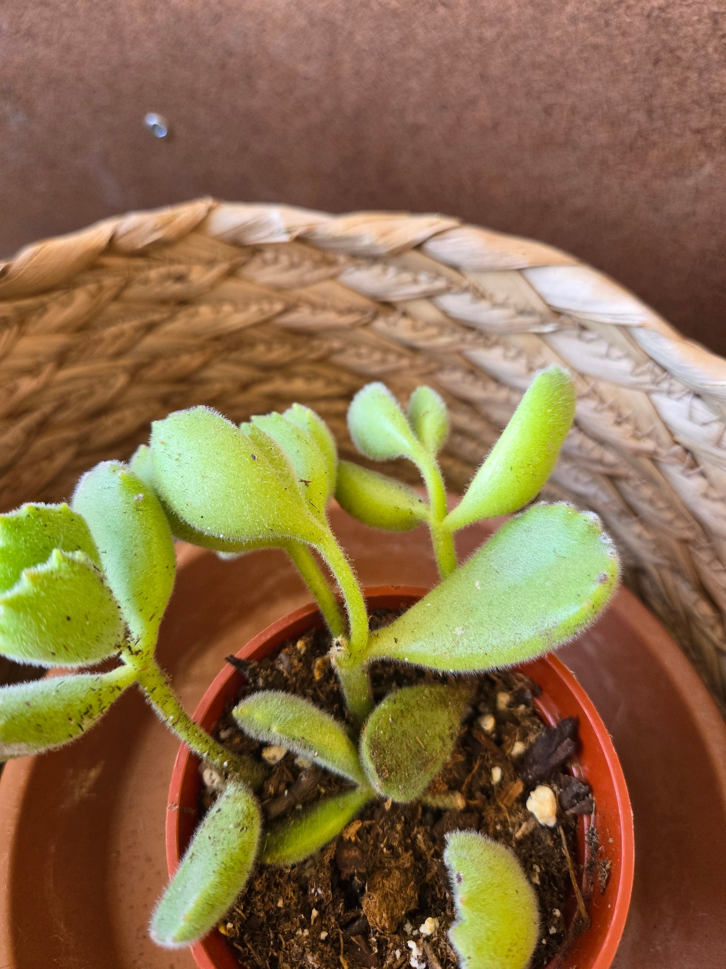Bear's paw