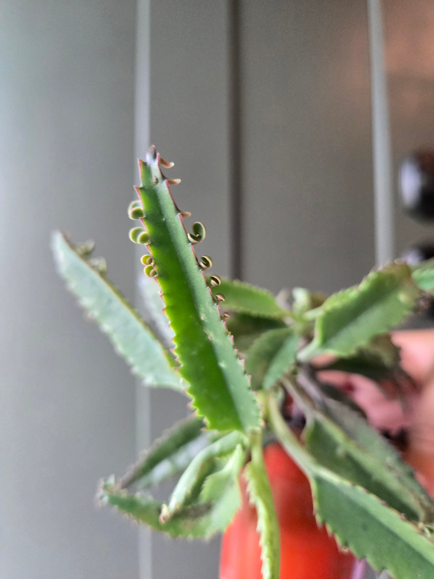 Mother of thousands