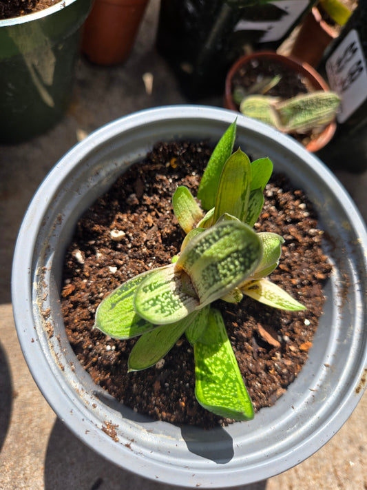 Gasteria Little Warty