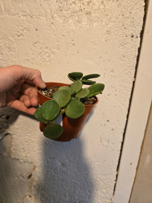 Peperomia Hope
