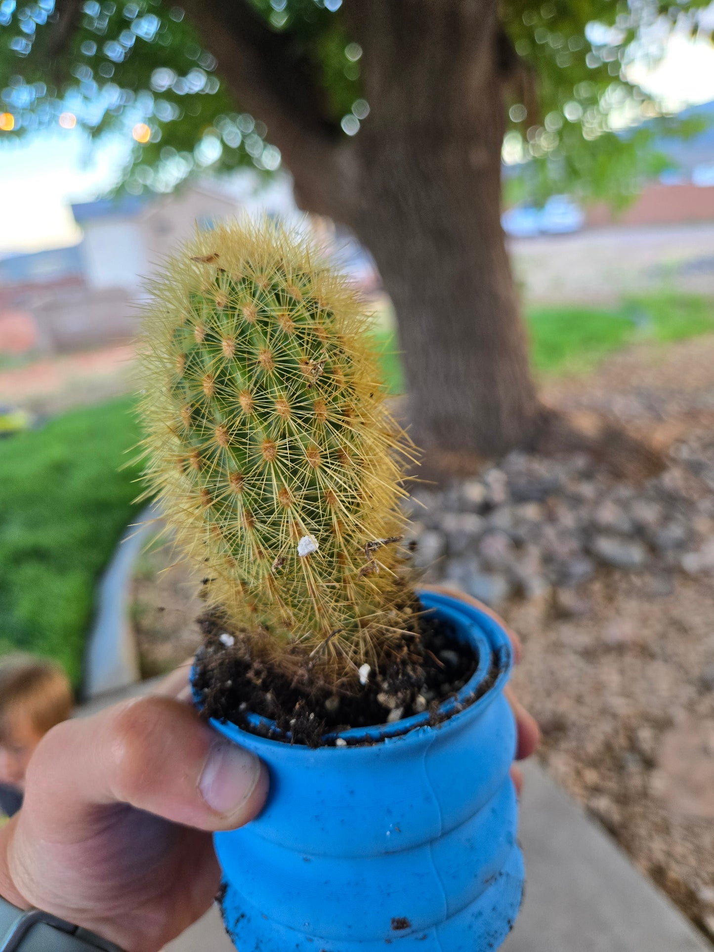 haageocereus setosus