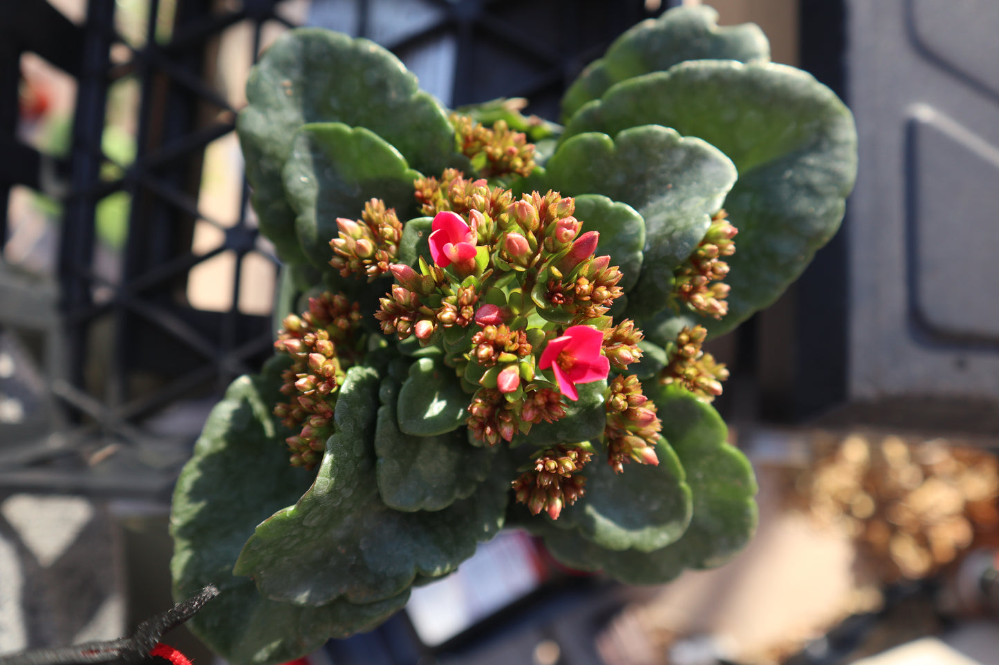 Kalanchoe