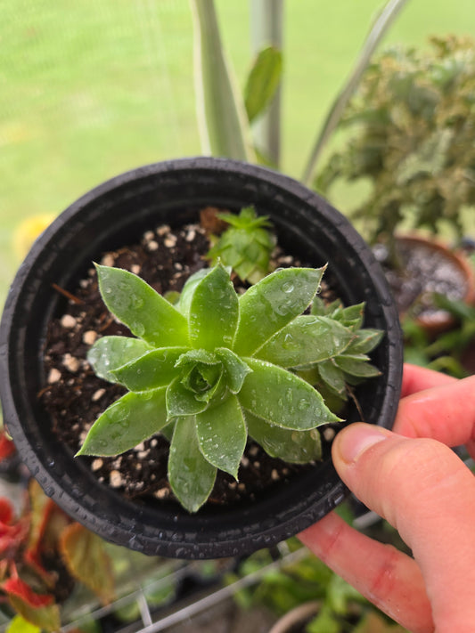 Hens and Chicks