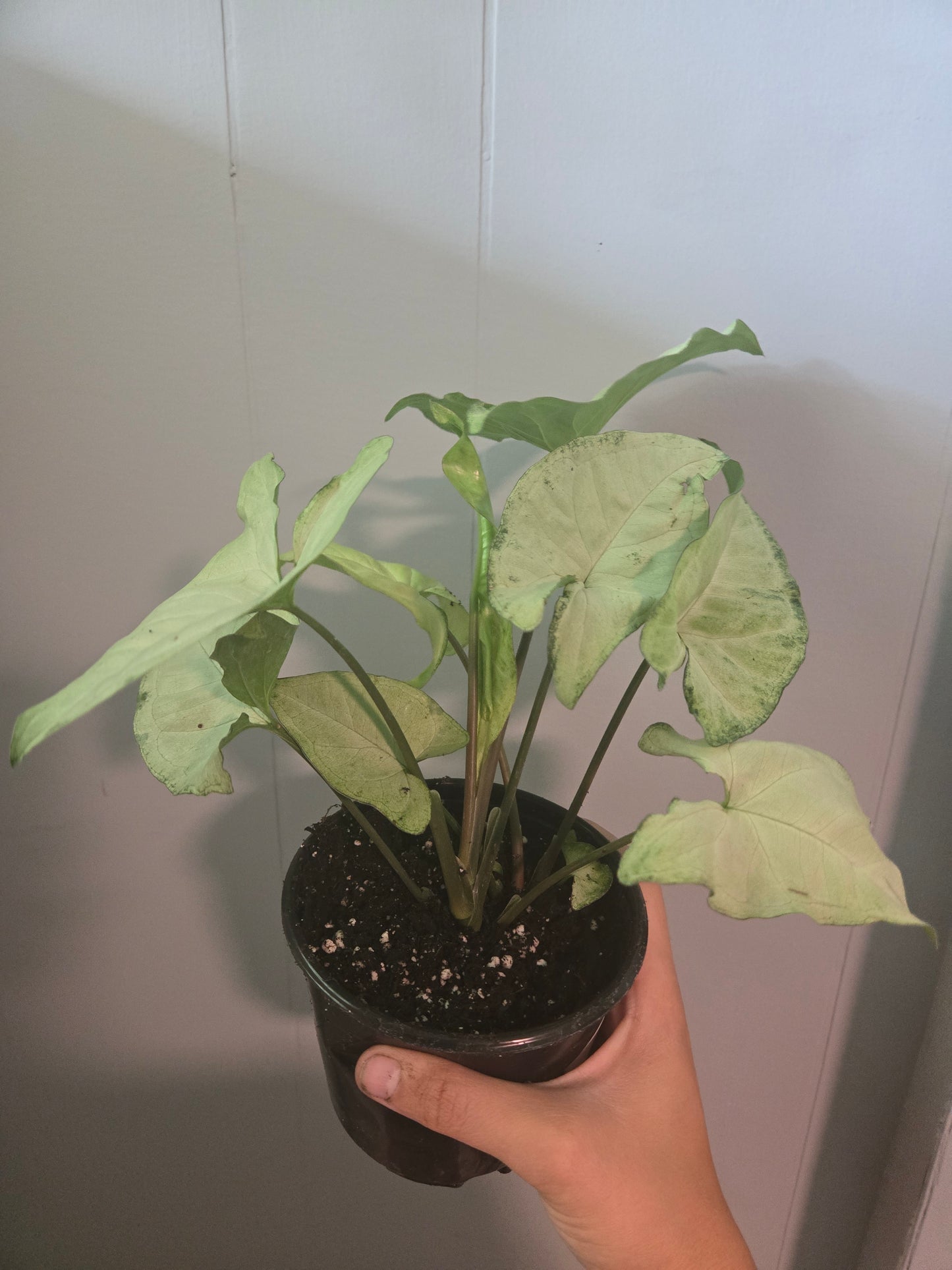 Syngonium White Butterfly