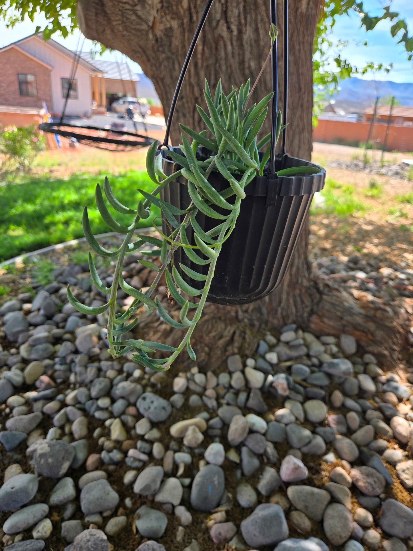 String of fish hooks