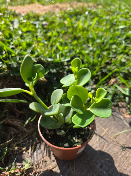 Peperomia Hope