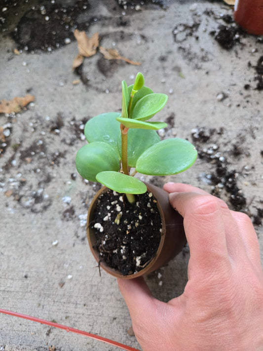 Peperomia hope