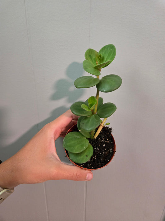 Peperomia Hope