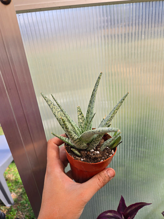 Aloe white fox