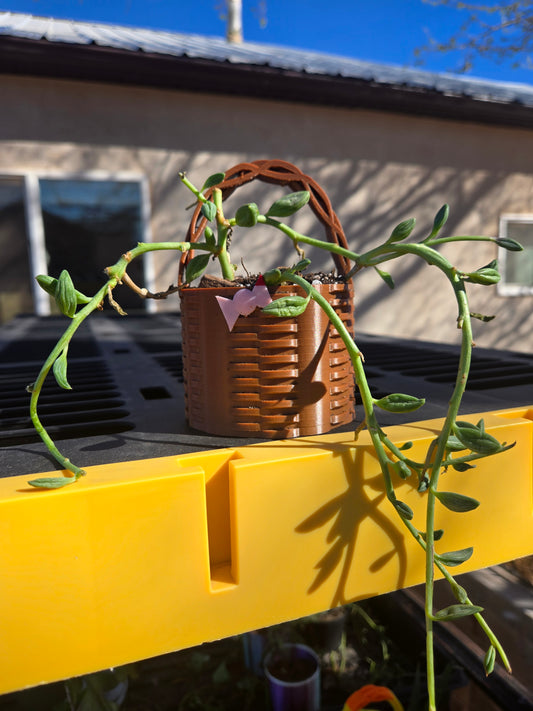 String of watermelons