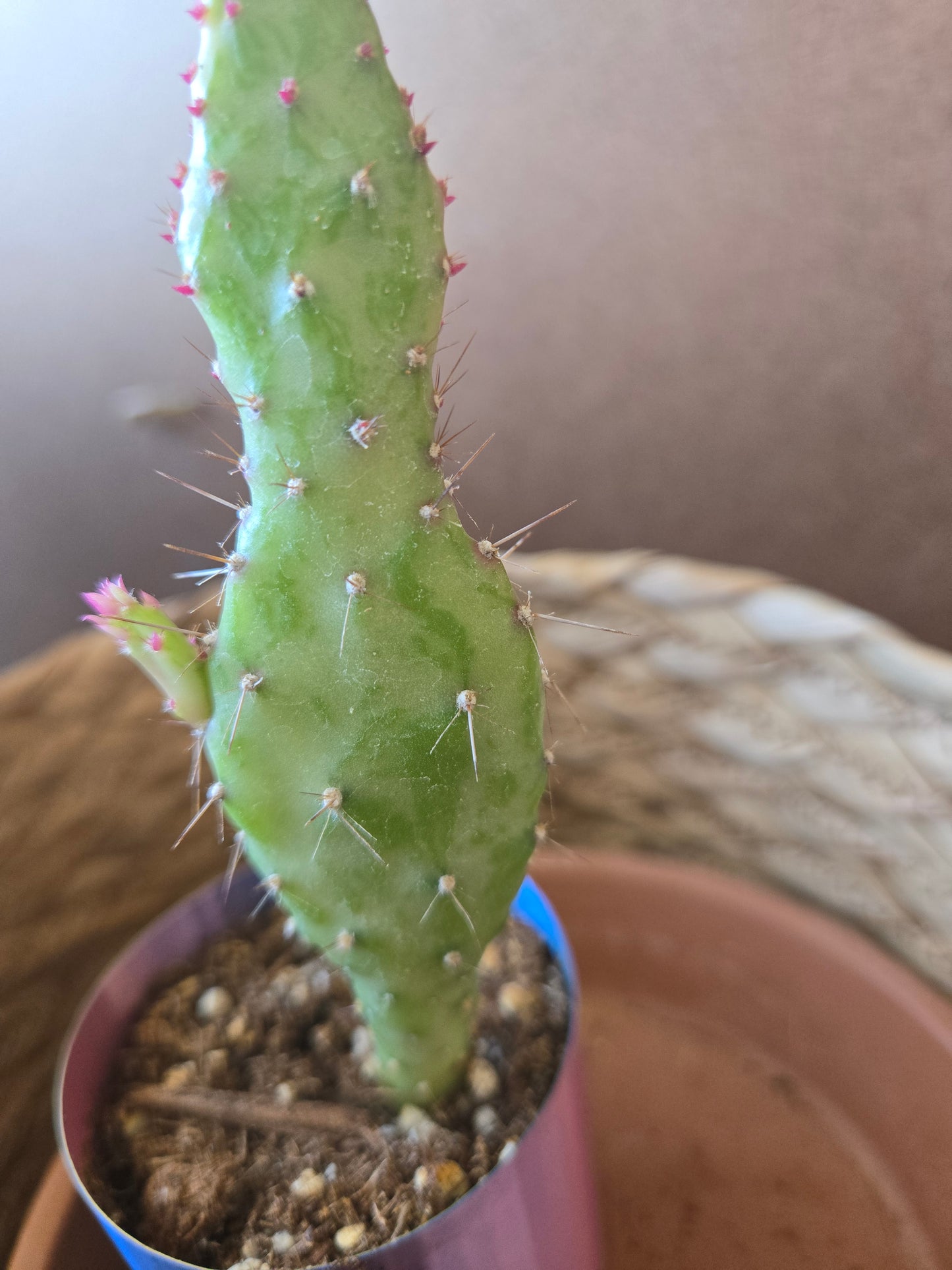 Opuntia monocantha
