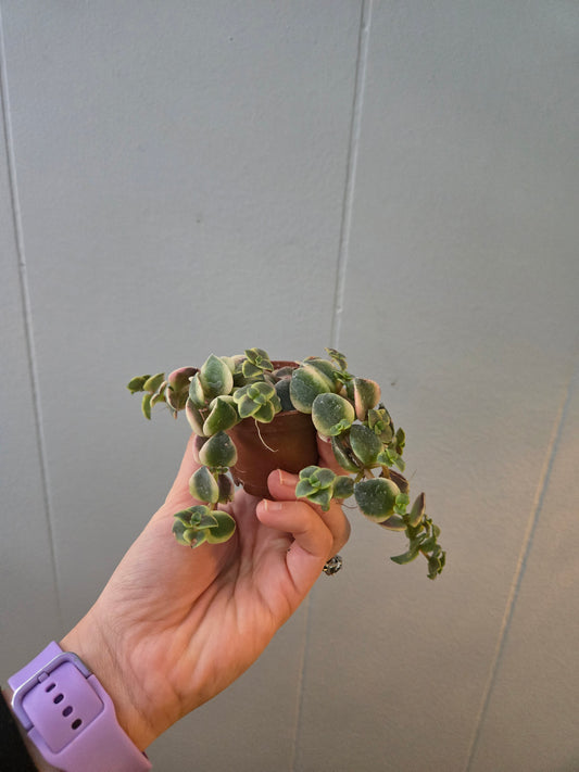 Crassula Pellucida Variegata